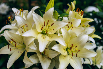 white and lilies