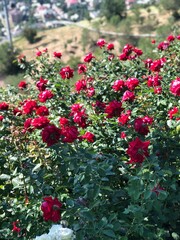 Fototapeta premium red rose bush
