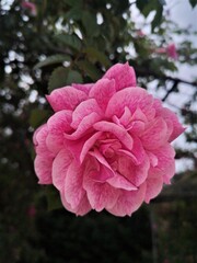 flores en jardines de Madrid ,España