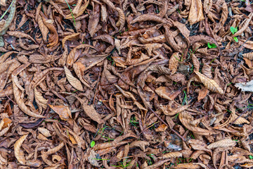 The texture of fallen dead leaves and branches lying on the ground.