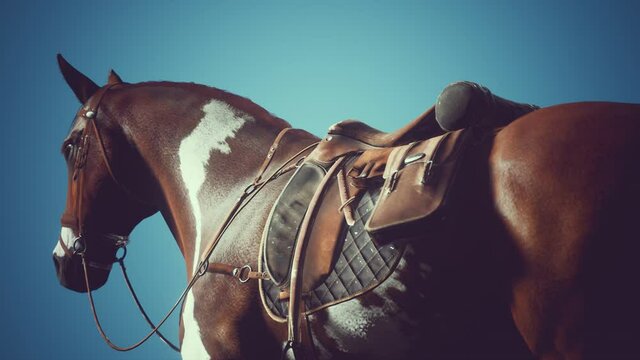 Saddle with stirrups on a back of a horse
