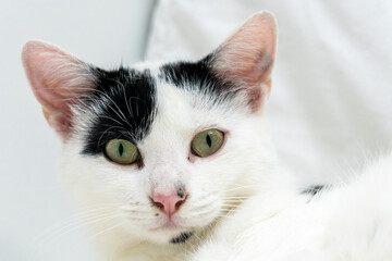 Black and White Cat Close up 