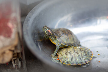 Zwei Schildkröten in einer Metallschüssel