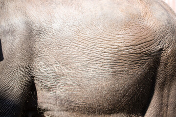 Asian female elephants beg for food at a zoo in Liaoning, China
