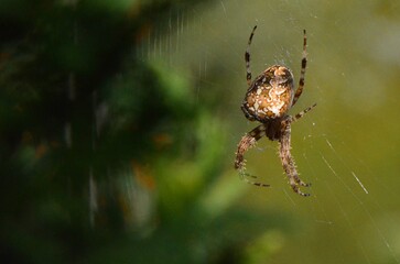 feine Marmorierung der Kreutz spinne