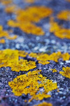 Moss on a stone
