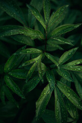 green leaves with raindrops top view