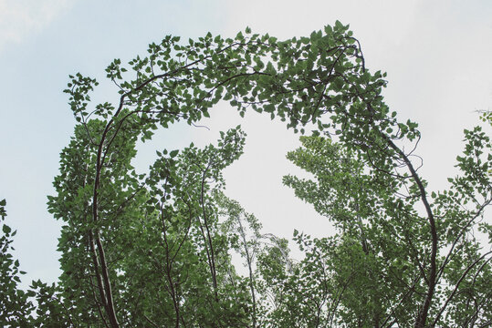 Trees together