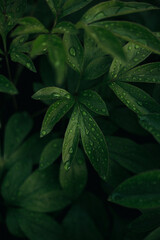 green leaves with raindrops top view