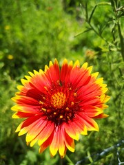 flores en jardines de Madrid ,España