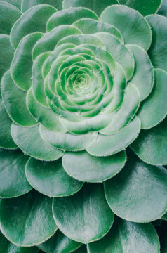 Succulent plant rosette