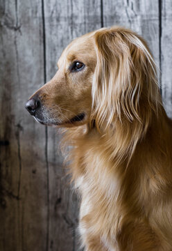 dog portrait