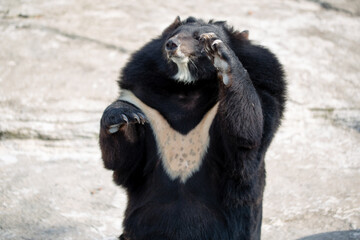 Asian black bears beg for food at a zoo in China
