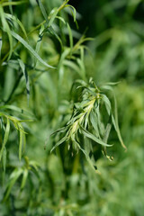 Tarragon leaves