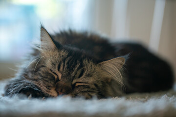 sleeping maincoon cat on the carpet
