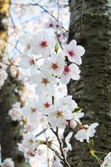 The cherry blossoms in the park are in full bloom.