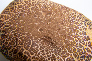 Brown jersey cow mushroom cap close-up on a white background. Horizontal orientation. High quality photo. View from above