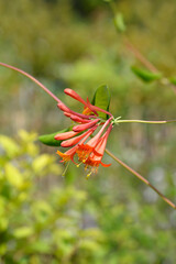 Honeysuckle Dropmore Scarlet