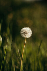 Fototapeta na wymiar dandelion flower on a green grass background