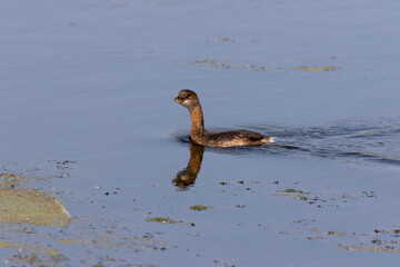 The Pied-billed Grebe on the lake