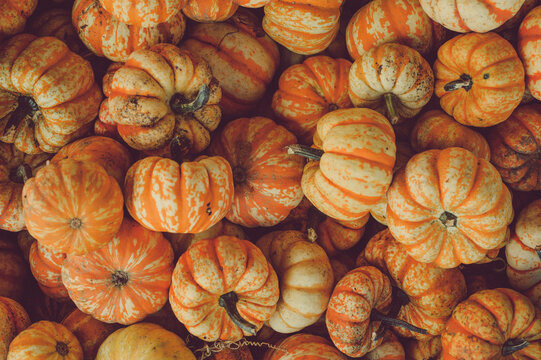 Pumpkin patch