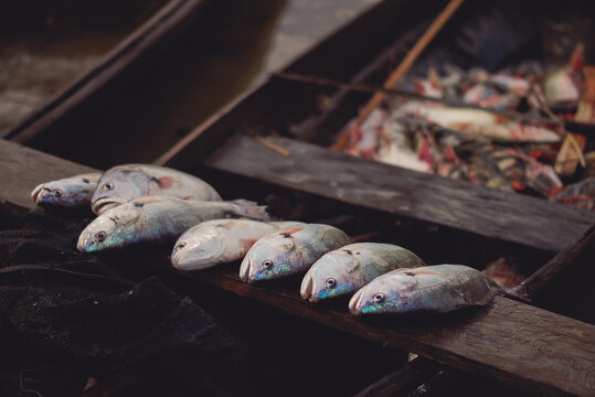 Fresh catch of fresh water fish from the Amazon river