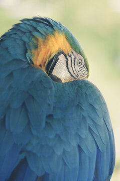 Blue and gold macaw in natural setting