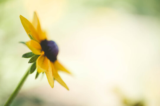 black eye susan bloom in profile