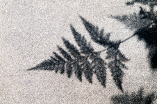 sombra de uma folha de samambaia que pode ser usada como textura ou fundo.