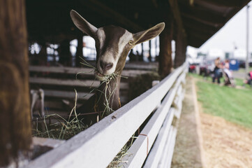 county fair goat