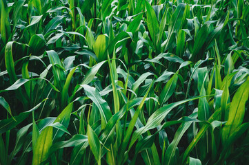 Fototapeta premium Green field with corn