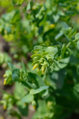 Smooth honeywort