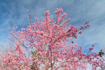 Pink flower tree on the mountain.
