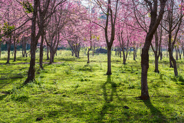 Fototapeta premium Pink flower tree on the mountain.