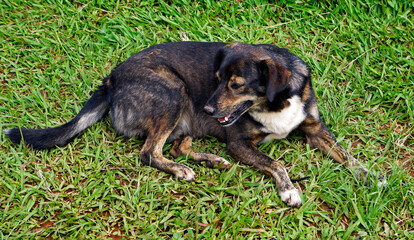 Mutt dog on the grass