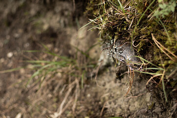 Regentropfen auf Spinnennetz
