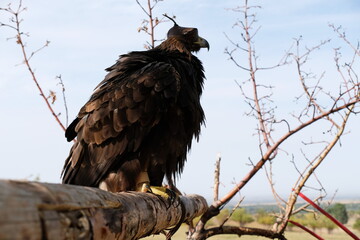 Golden eagle sits on a wooden platform among the branches.