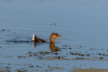 The Pied-billed Grebe on the lake