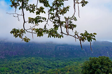 Tree branches with landscape in the background, Minas Gerais, Brazil
