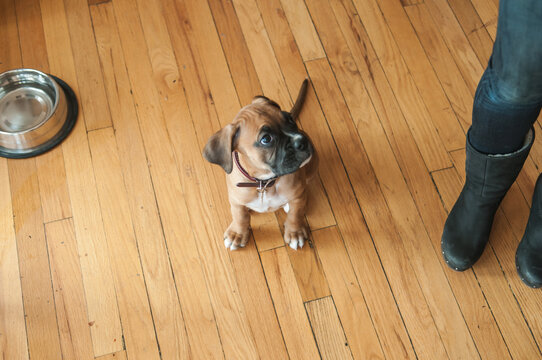 Puppy waits for food with owners feet in boots