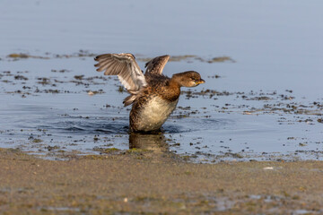 The Pied-billed Grebe on the lake