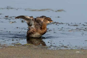 The Pied-billed Grebe on the lake