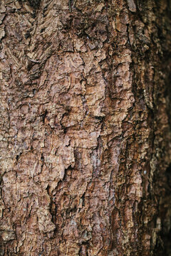 Bark pattern background