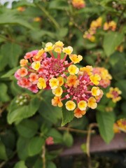 flores en jardines de Madrid ,España