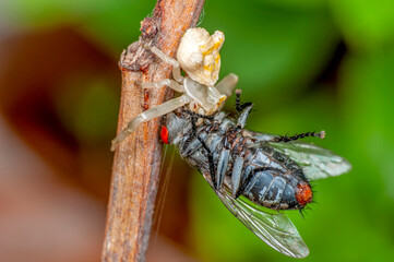 Beautiful Crab spider feasting on   fly .   Macro photo