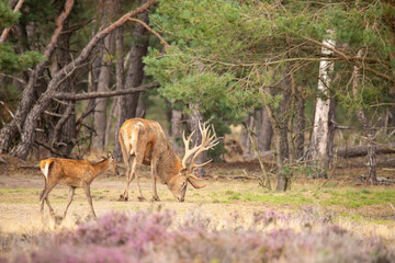 Red Deer, rutting