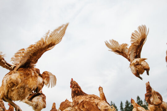 Flying free-range chickens on a small-scale organic farm