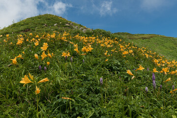 白山　観光新道