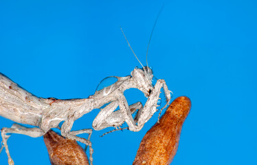  Close up of pair of Beautiful European mantis ( Mantis religiosa )
