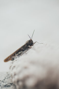 Grasshopper